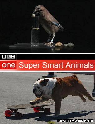 Зображення, постер Найрозумніші тварини 