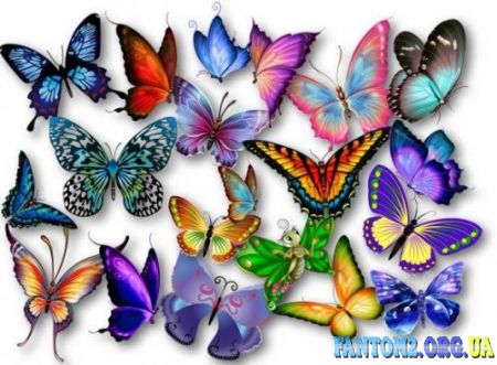 Чудові, прекрасні, казкові метелики